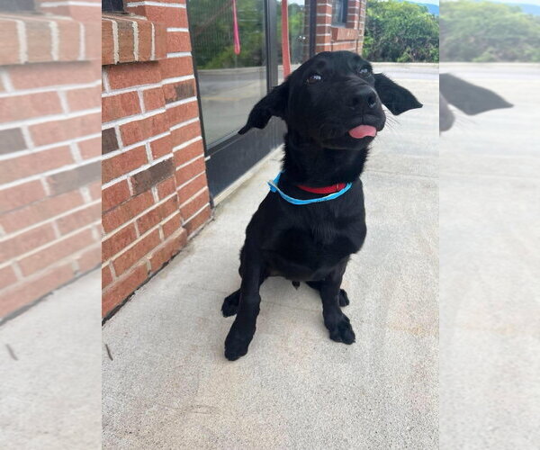 Medium Photo #2 Mutt Puppy For Sale in Candler, NC, USA