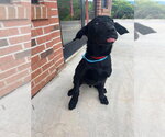 Small #1 Mutt