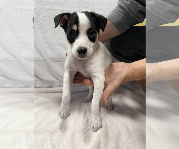 Medium Photo #2 Australian Shepherd-Unknown Mix Puppy For Sale in Royal Palm Beach, FL, USA