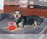 Small #3 Border Terrier Mix