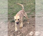Small #1 Mutt