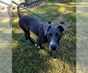 Labrador Retriever-Unknown Mix Dogs for adoption in Jackson, MS, USA