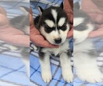 Small #6 Siberian Husky