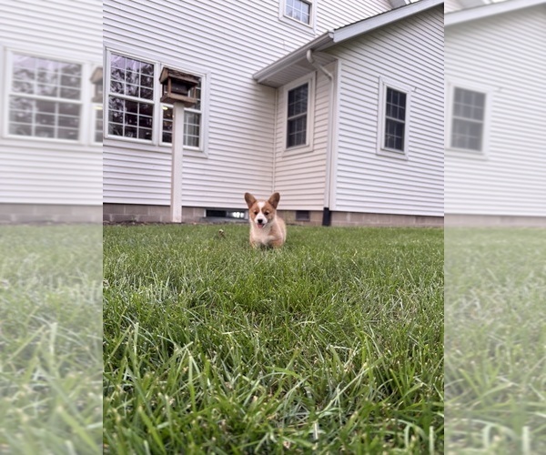 Medium Photo #39 Pembroke Welsh Corgi Puppy For Sale in MILFORD, IN, USA