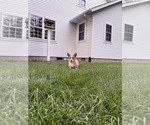 Small Photo #39 Pembroke Welsh Corgi Puppy For Sale in MILFORD, IN, USA