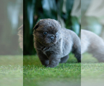Small Photo #1 French Bulldog Puppy For Sale in DESERT HOT SPRINGS, CA, USA