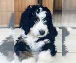 Small Photo #2 Bernedoodle Puppy For Sale in FLEMING ISLAND, FL, USA