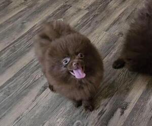 Pomeranian Puppy for sale in MABANK, TX, USA