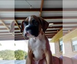 Small Photo #6 Boxer Puppy For Sale in SAPULPA, OK, USA