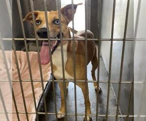 Catahoula Leopard Dog-Unknown Mix Dogs for adoption in Santa Cruz, CA, USA