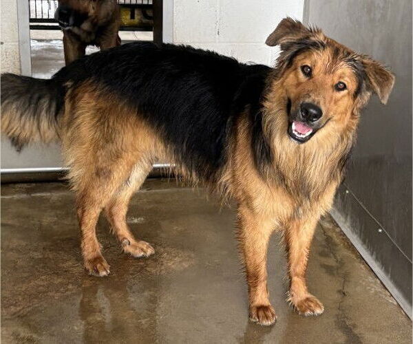 Medium Photo #2 German Shepherd Dog Puppy For Sale in San Bernardino, CA, USA