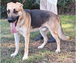 Small #2 German Shepherd Dog Mix