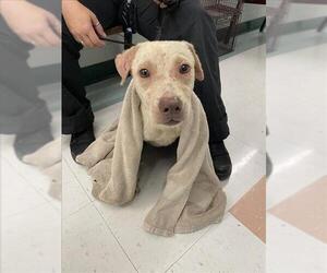 Labrador Retriever-Unknown Mix Dogs for adoption in Corpus Christi, TX, USA