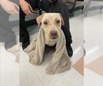 Small Photo #1 Labrador Retriever-Unknown Mix Puppy For Sale in Corpus Christi, TX, USA