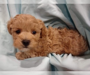 Maltipoo Puppy for sale in GROTTOES, VA, USA