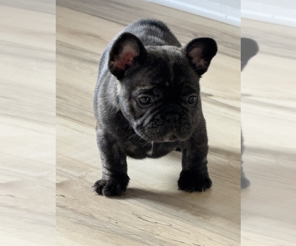Medium Photo #3 French Bulldog Puppy For Sale in MIDLAND CITY, AL, USA