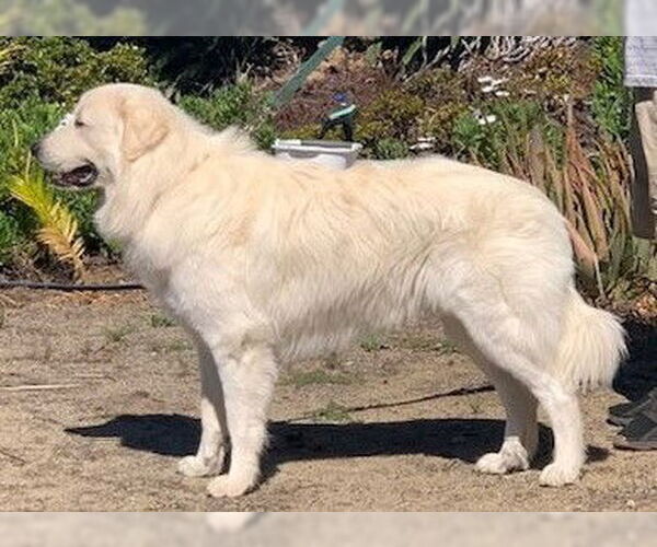 Medium Photo #2 Great Pyrenees Puppy For Sale in Oceanside, CA, USA
