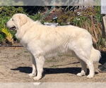 Small #1 Great Pyrenees