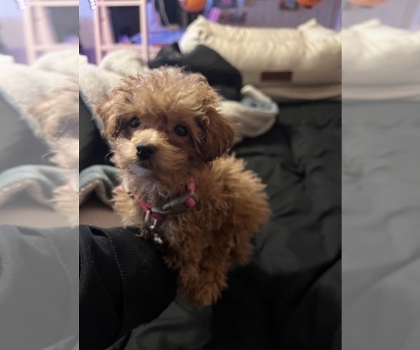 Medium Photo #4 Poodle (Toy) Puppy For Sale in FLINT, MI, USA