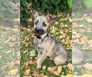 Mutt Dogs for adoption in Omaha, NE, USA