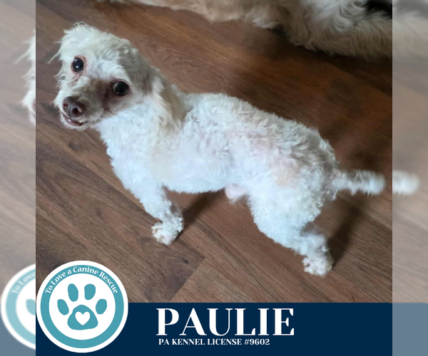 Medium Photo #2 Poodle (Miniature) Puppy For Sale in Kimberton, PA, USA