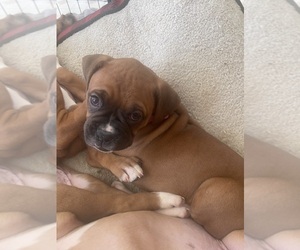Boxer Puppy for sale in VICTORVILLE, CA, USA