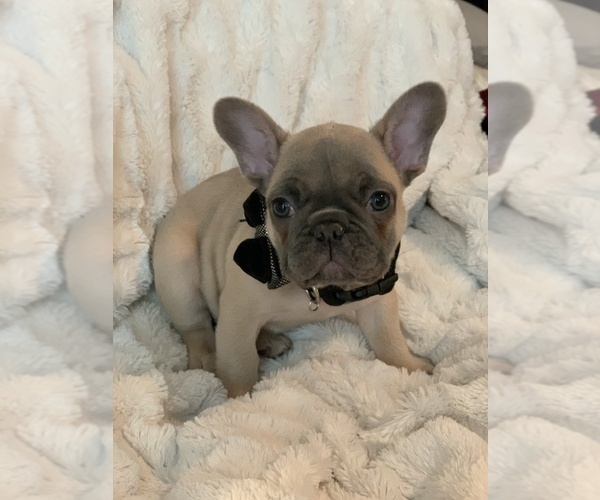 Medium Photo #1 French Bulldog Puppy For Sale in KING, NC, USA