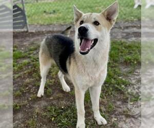 German Shepherd Dog-Unknown Mix Dogs for adoption in Conroe, TX, USA