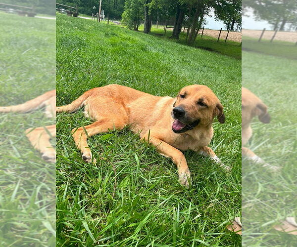 Medium Photo #4 Mutt Puppy For Sale in Osgood, IN, USA