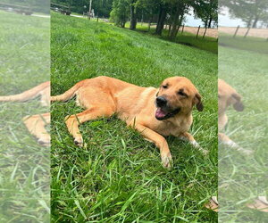 Maple - Female Mutt Dog for Adoption - Photo #4