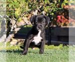 Small #3 Boxer Mix