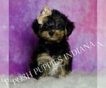 Puppy Lady Yorkipoo