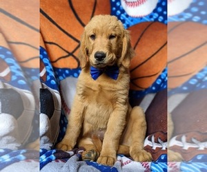 Golden Retriever Puppy for sale in OXFORD, PA, USA