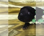 Small Photo #5 French Bulldog Puppy For Sale in CORPUS CHRISTI, TX, USA