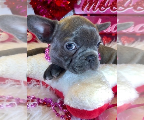 Medium Photo #6 French Bulldog Puppy For Sale in HEATHROW, FL, USA