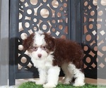 Small #2 Aussie-Poo