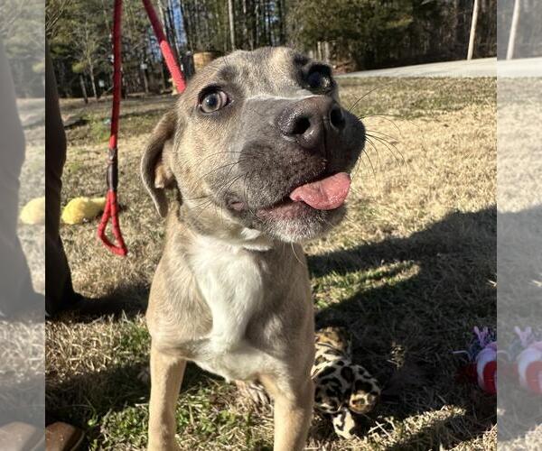 Medium Photo #3 Labmaraner Puppy For Sale in Yardley, PA, USA