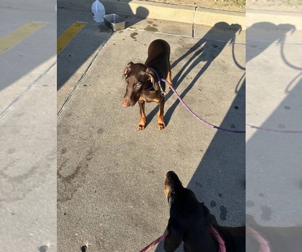 Medium Photo #2 Doberman Pinscher Puppy For Sale in DALLAS, TX, USA