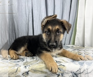 Medium German Shepherd Dog