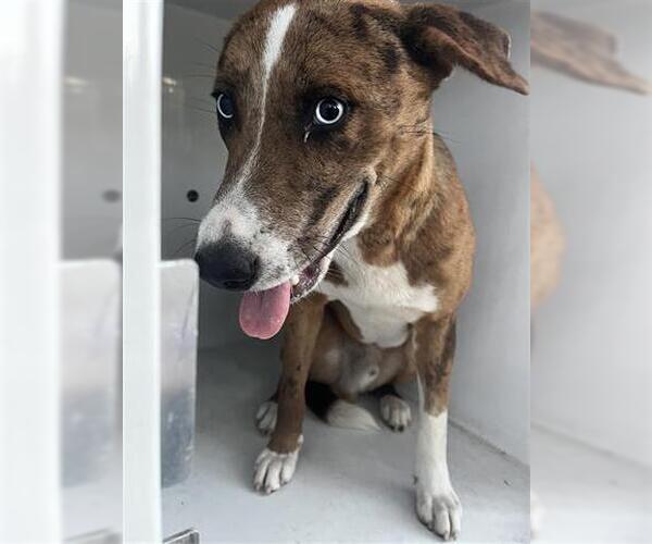 Medium Photo #1 Mutt Puppy For Sale in Houston, TX, USA