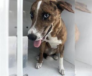 Mutt Dogs for adoption in Houston, TX, USA