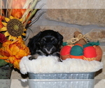 Small Photo #5 Havanese Puppy For Sale in DODD CITY, TX, USA