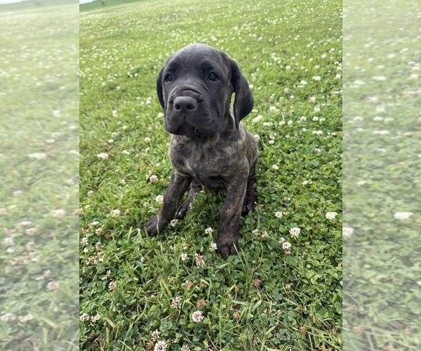 Medium Photo #1 Cane Corso Puppy For Sale in MANNING, IA, USA