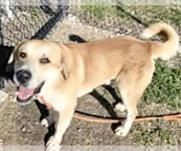 Medium Photo #2 Golden Pyrenees Puppy For Sale in Houston, TX, USA