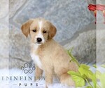 Small #3 Miniature Labradoodle