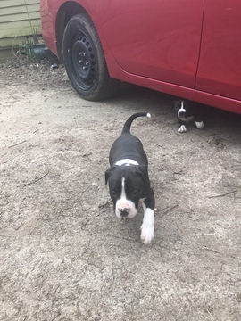 Medium Photo #39 American Pit Bull Terrier Puppy For Sale in GRIFFIN, GA, USA