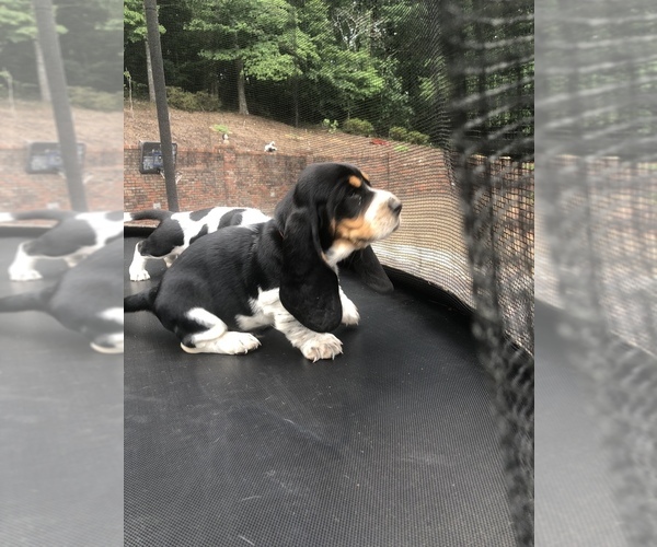 Medium Photo #13 Basset Hound Puppy For Sale in DALTON, GA, USA