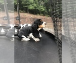Small Photo #13 Basset Hound Puppy For Sale in DALTON, GA, USA