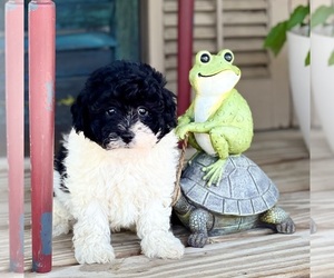 Havapoo Puppy for sale in DUNDEE, OH, USA