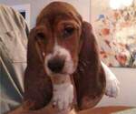 Small Photo #3 Basset Hound Puppy For Sale in SODDY DAISY, TN, USA